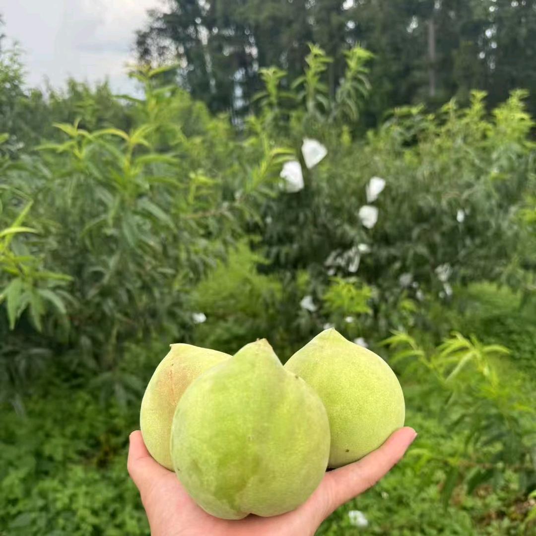 开远三转弯鹰嘴桃小吴