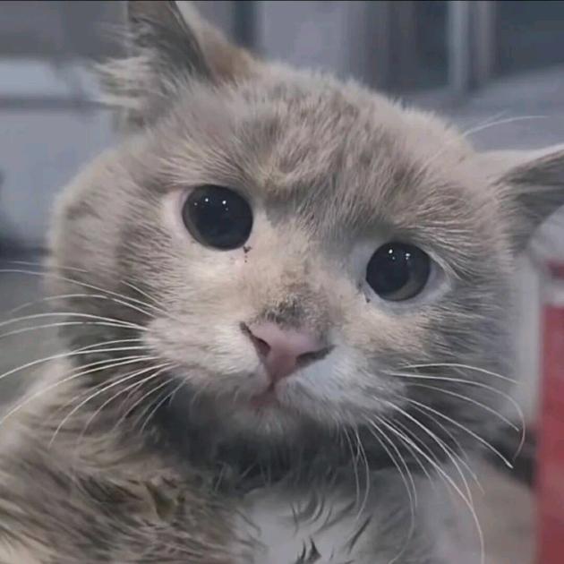 ๑҉  笨蛋总是掉眼泪