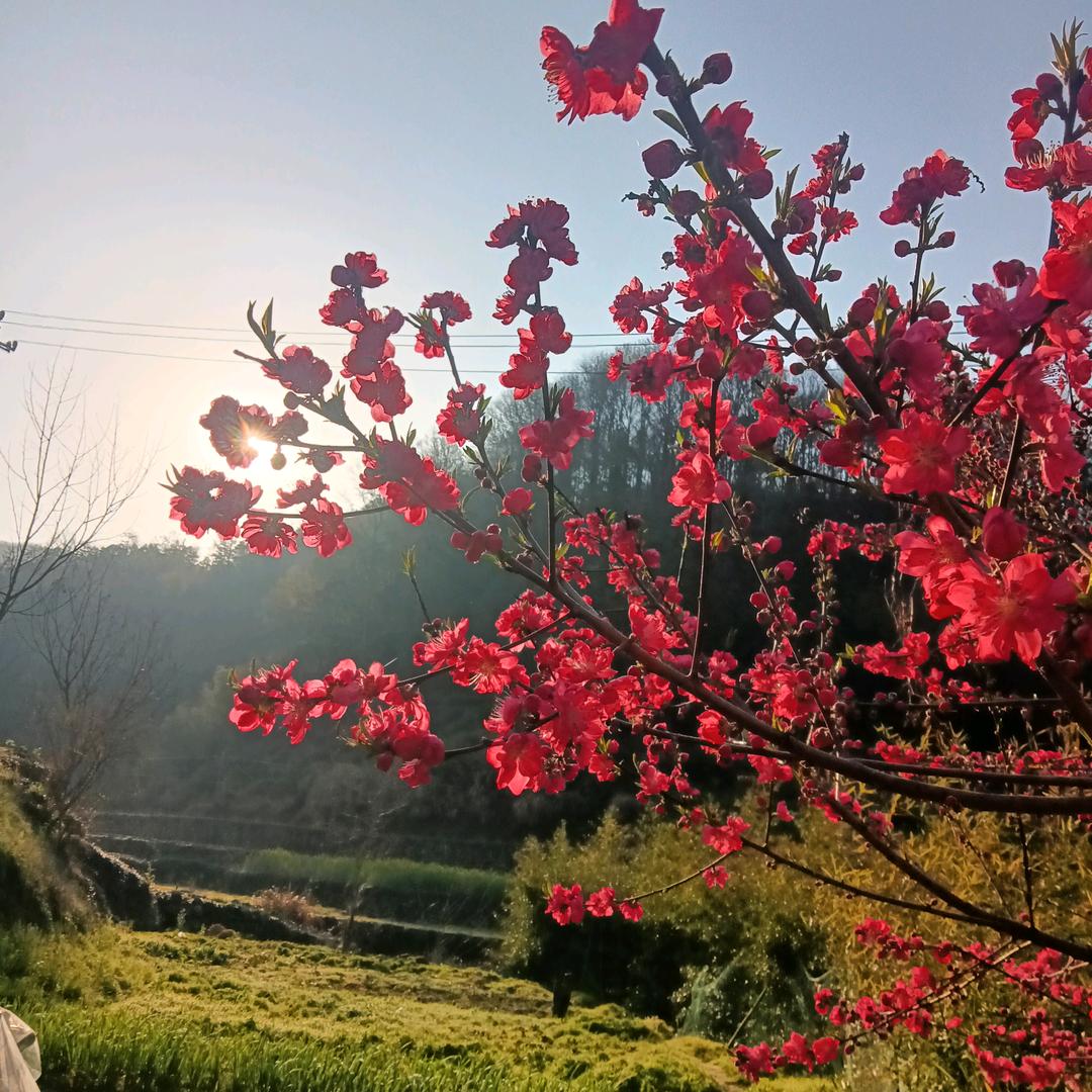 桃李春风：）