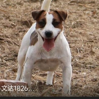 文达，杰克罗素梗