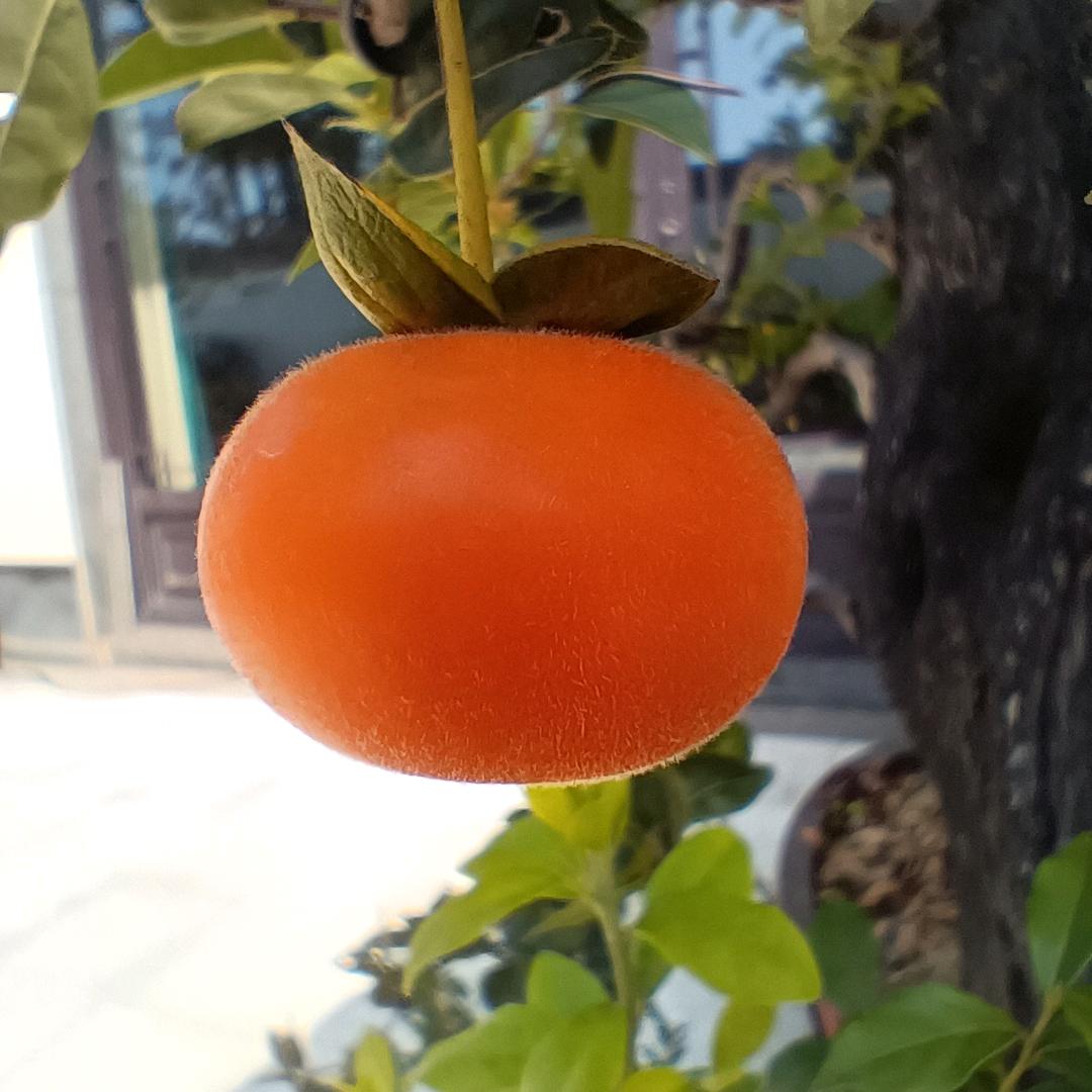 诗与远方的田野