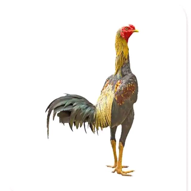 ♛三县一区快运☞小杨