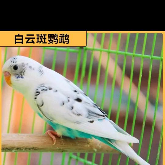 雨林霖