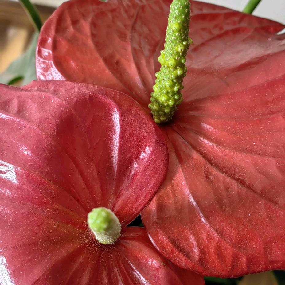 菊薇花~爱分享