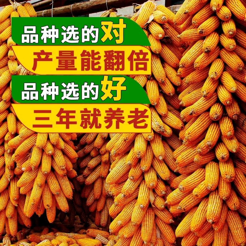 商道种业1店