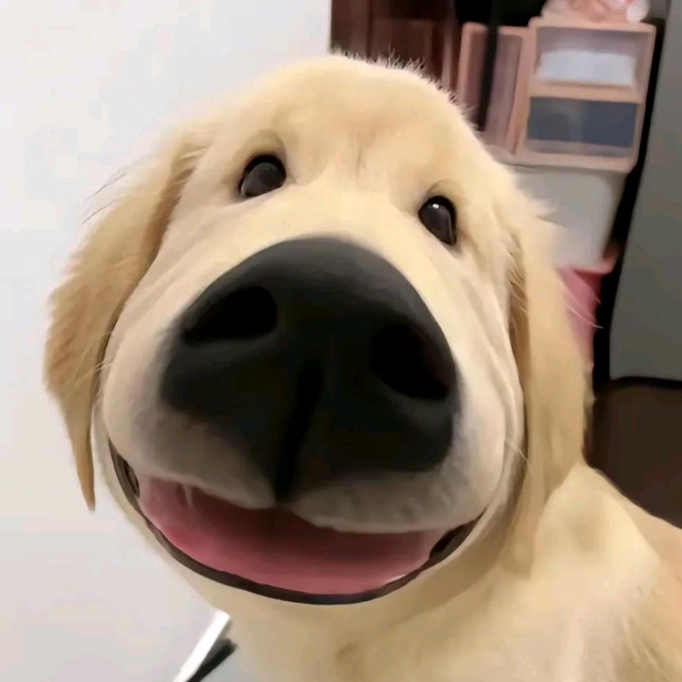 小魚儿