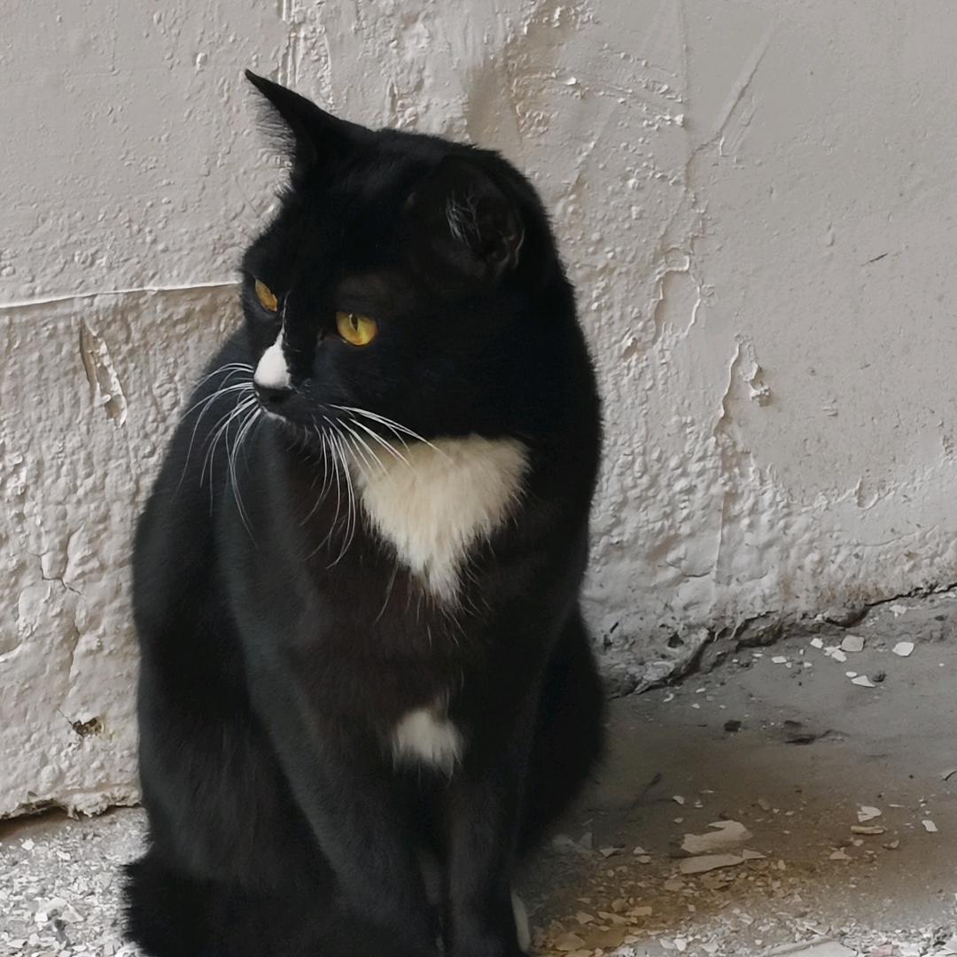 IN11LIVEPAPTY-运营