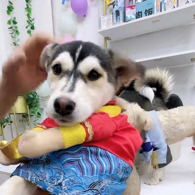 ♥先苦后甜❤️♛🦊🦊