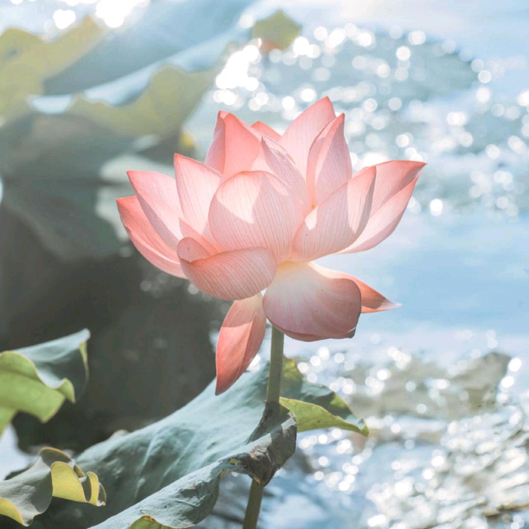 王美丽