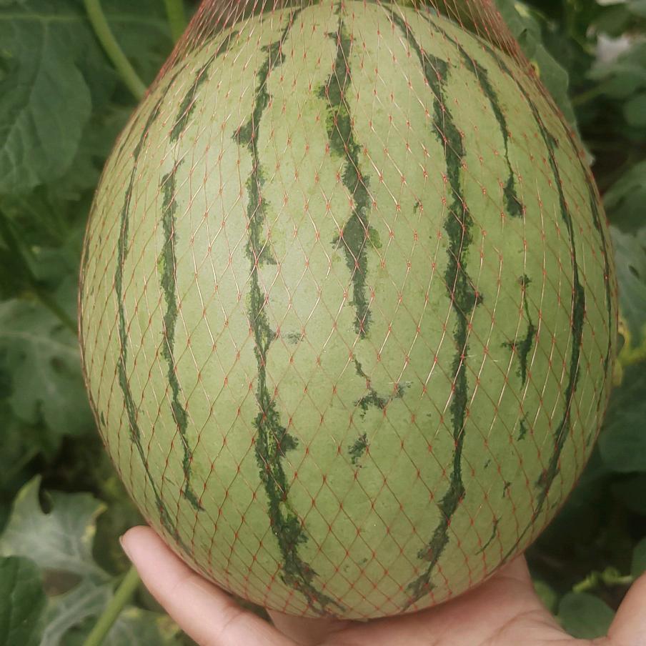 陕西浩迪果业全国代发