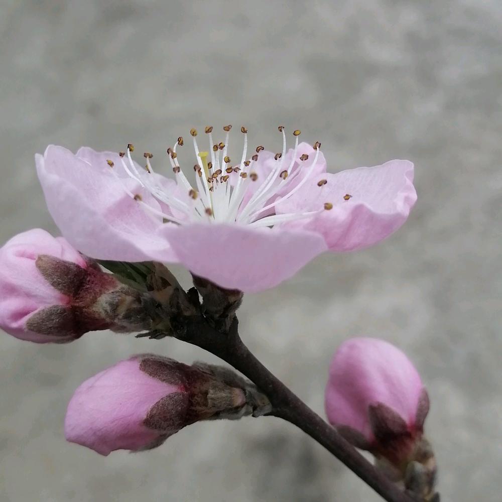 梅花姐