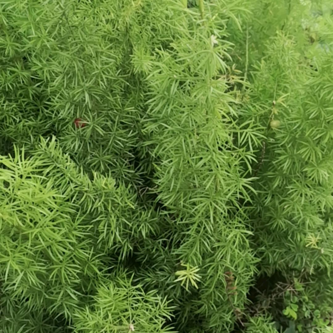 🌹🌹🌹四爷🌹🌹🌹