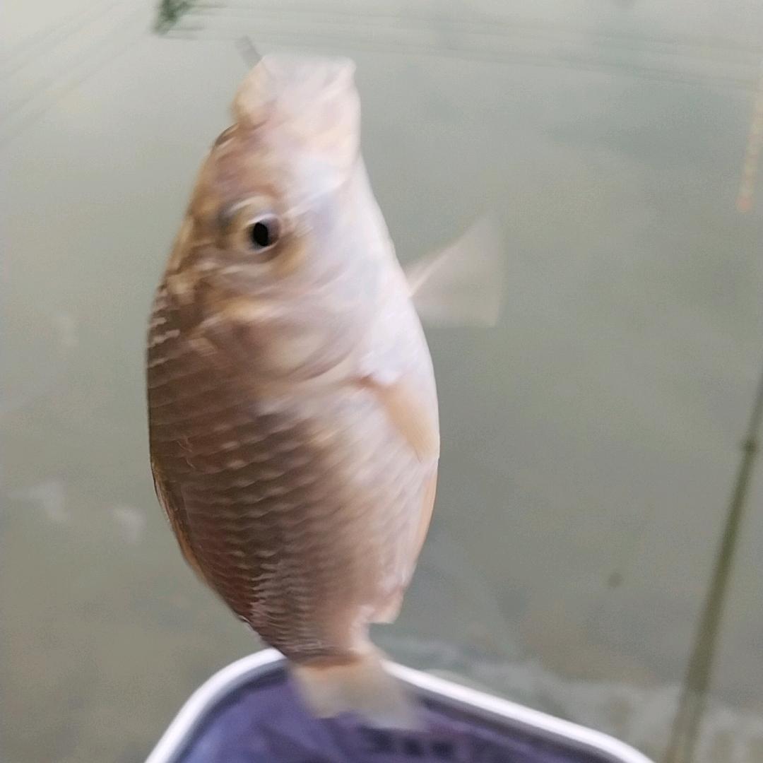 渔【🐟】樂