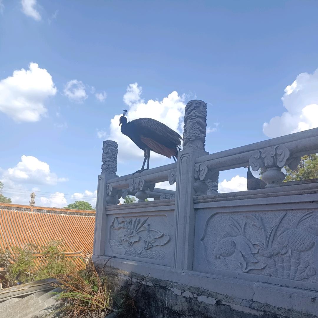 可爱小樱ヾ(❀╹◡╹)ﾉﾞ❀~