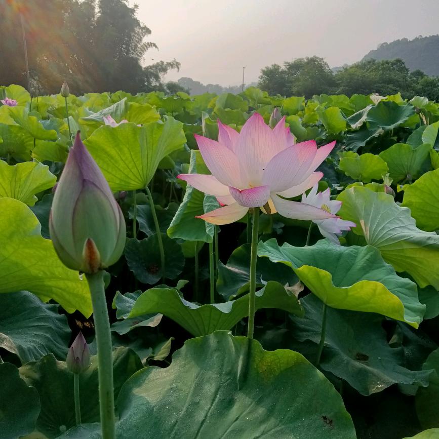 明天能见你一面