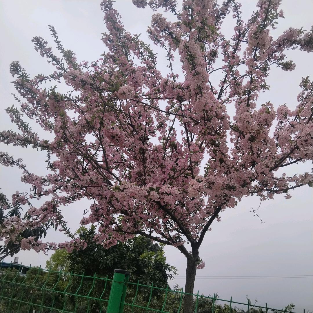 英姐喜爱广场舞