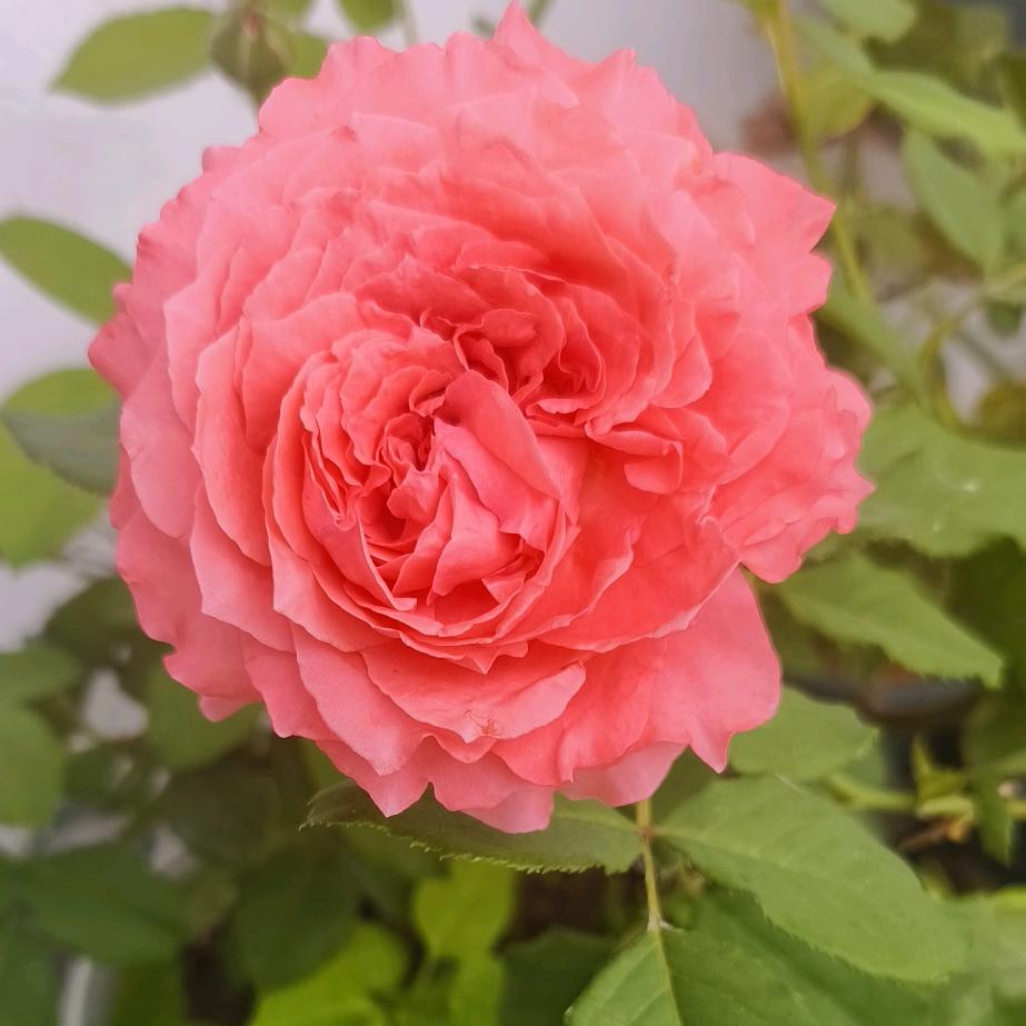 爱花爱多肉。@