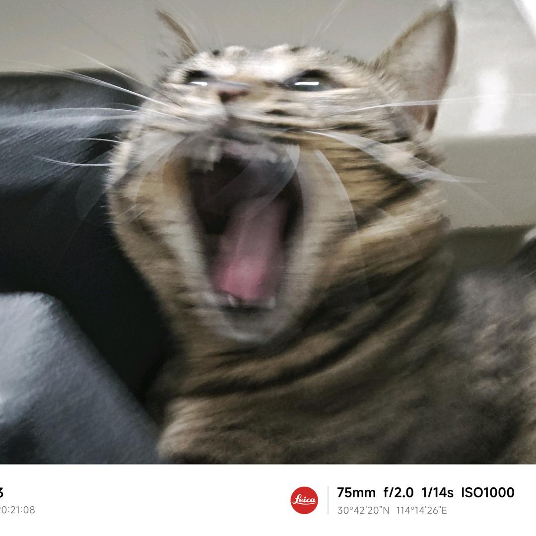 皮蛋瘦肉粥的洲