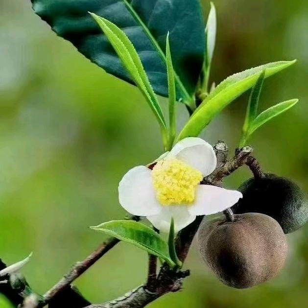 光琴茶叶
