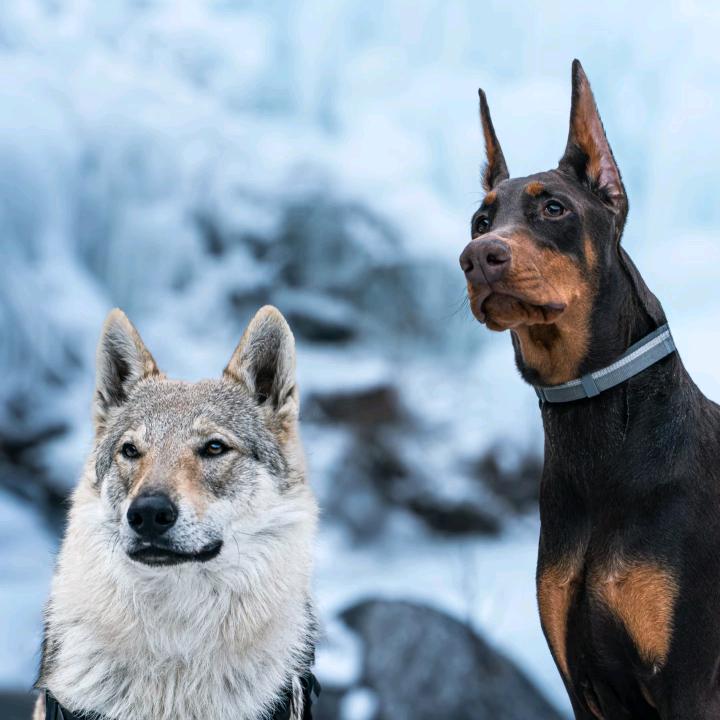 LONG 德系杜宾🐺