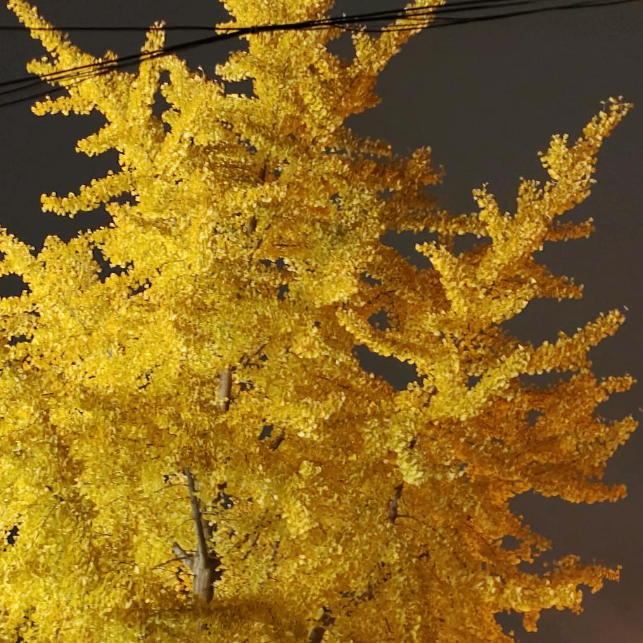 福星高照 🐉财神