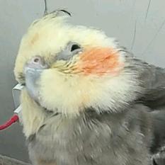 木林森森6(小梧桐）