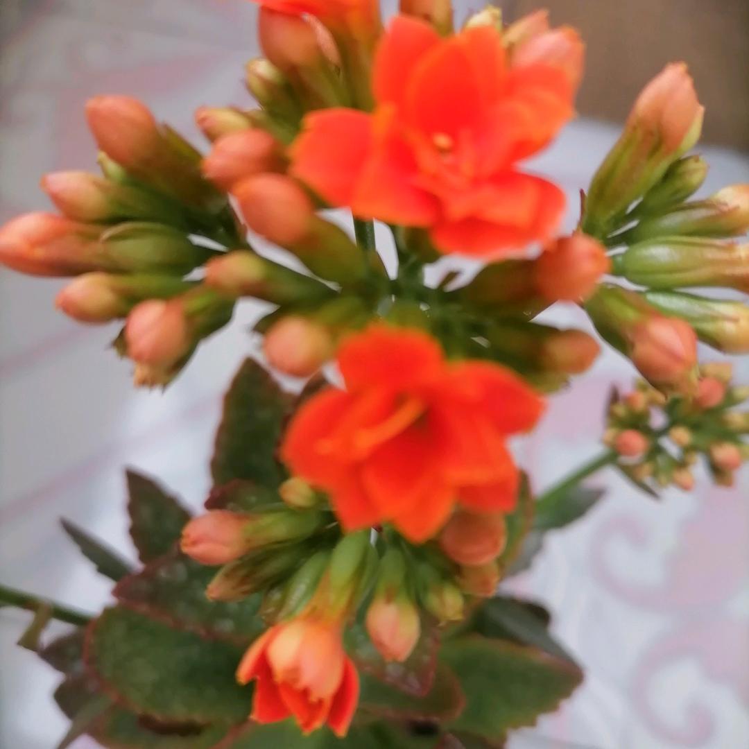 云姐花卉