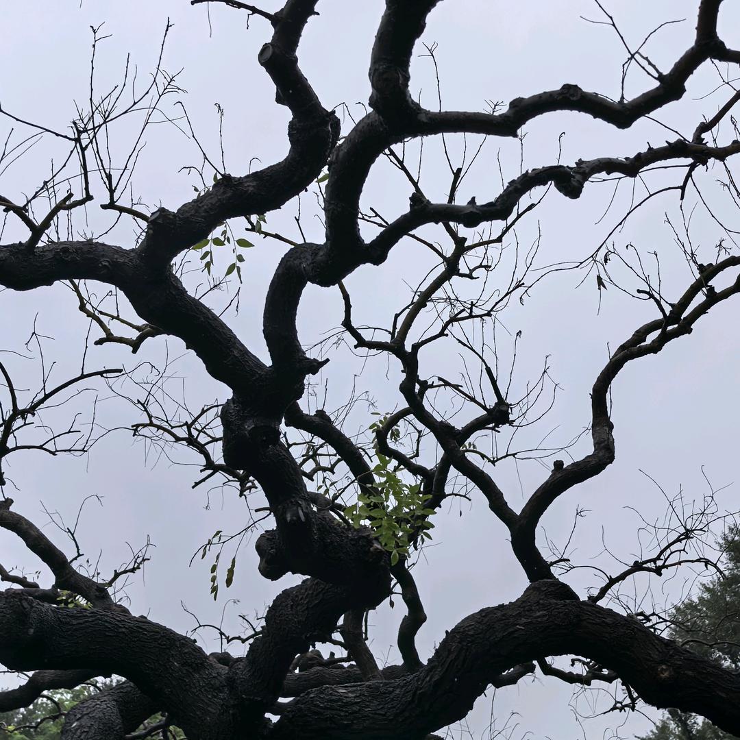 大树枝头发新芽