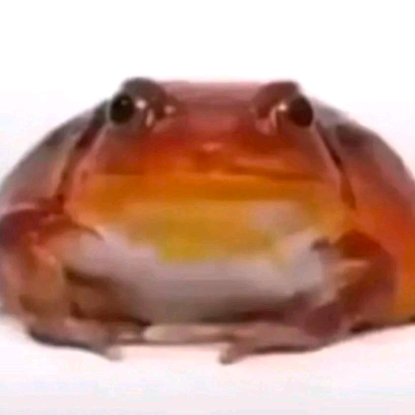 蛙条