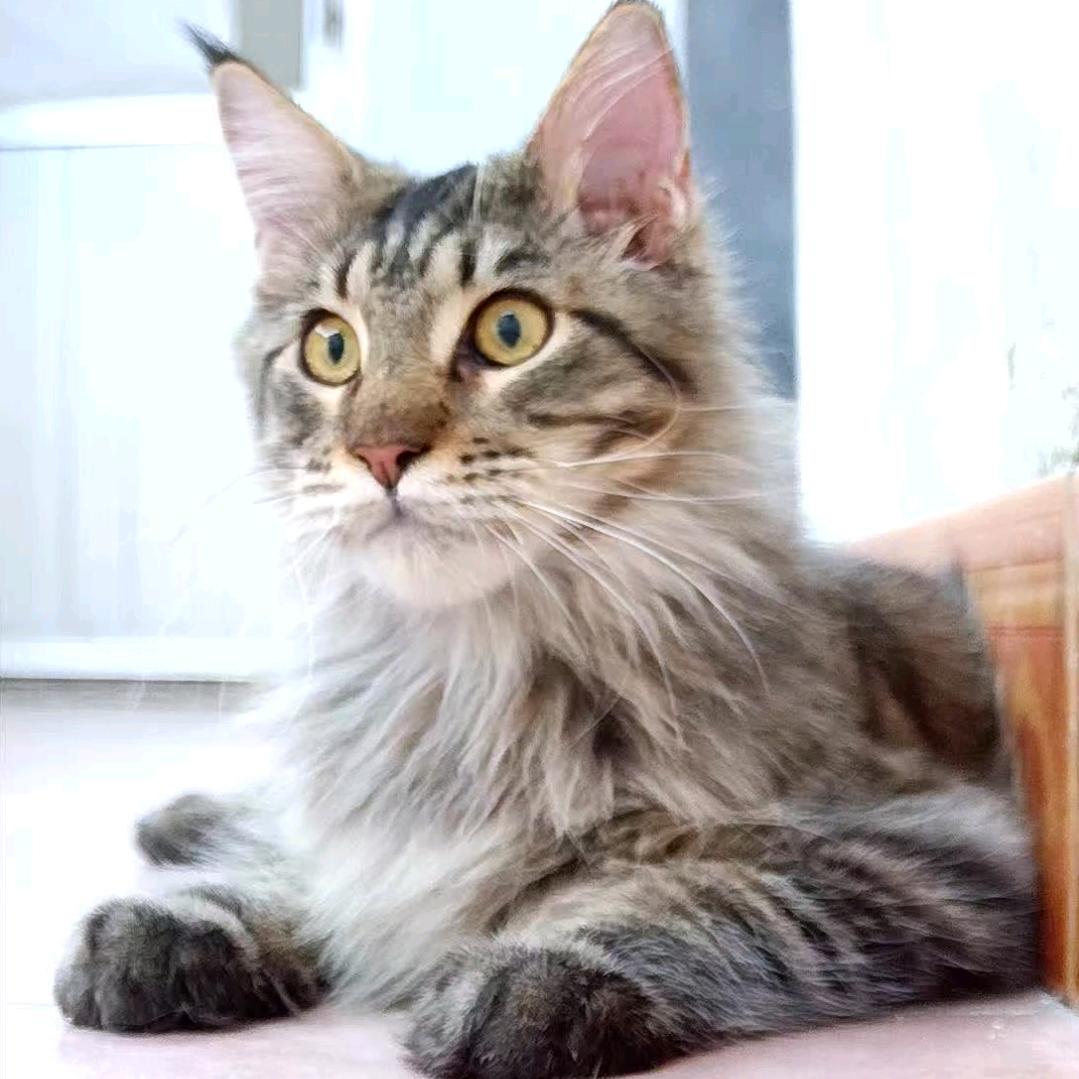 我和我的九只猫