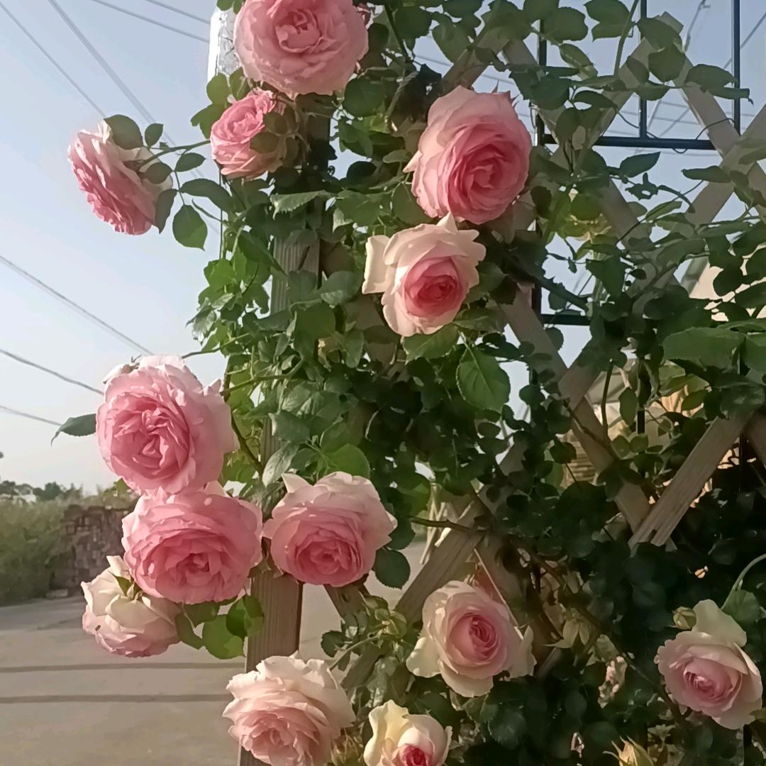 丑娘萌萌