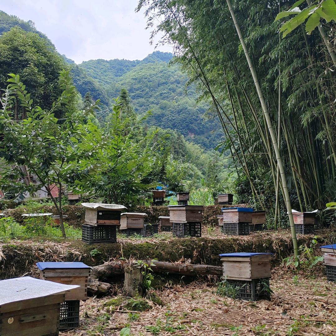 汇川区曾祥江蜜蜂养殖场