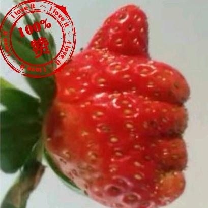 Az、眉县小贵族草莓园🍓