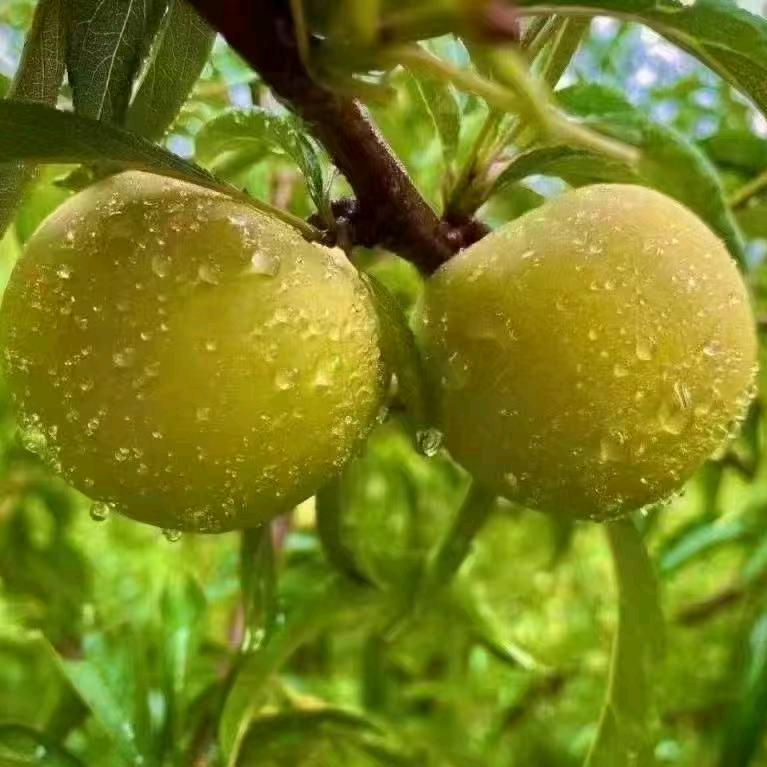 黔农神《蜂糖李农野产品供应》