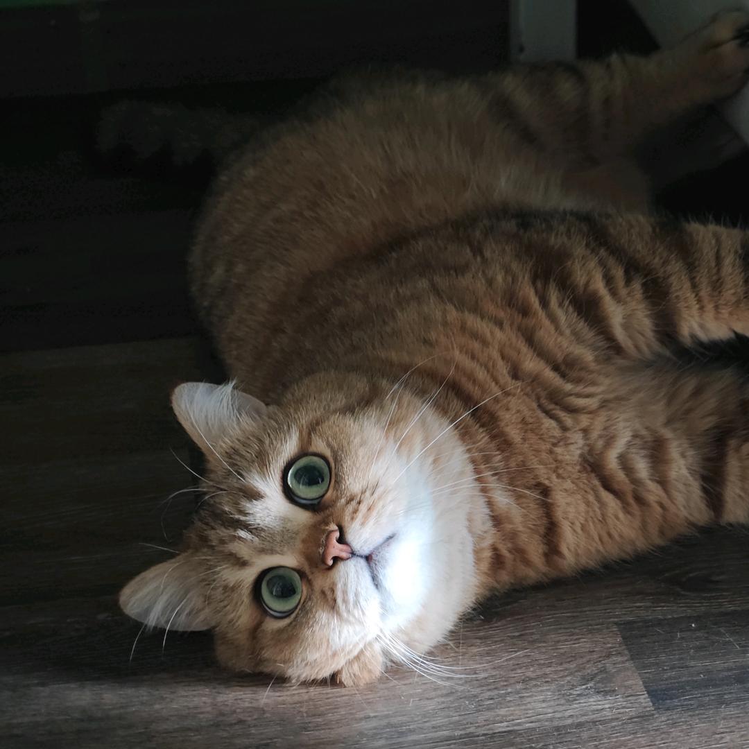 又菜又爱玩的stan