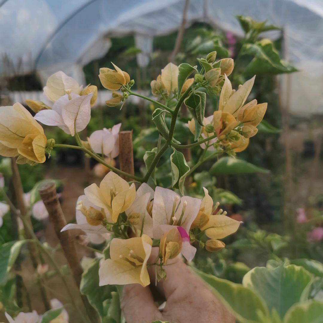 建飞超新品种三角梅