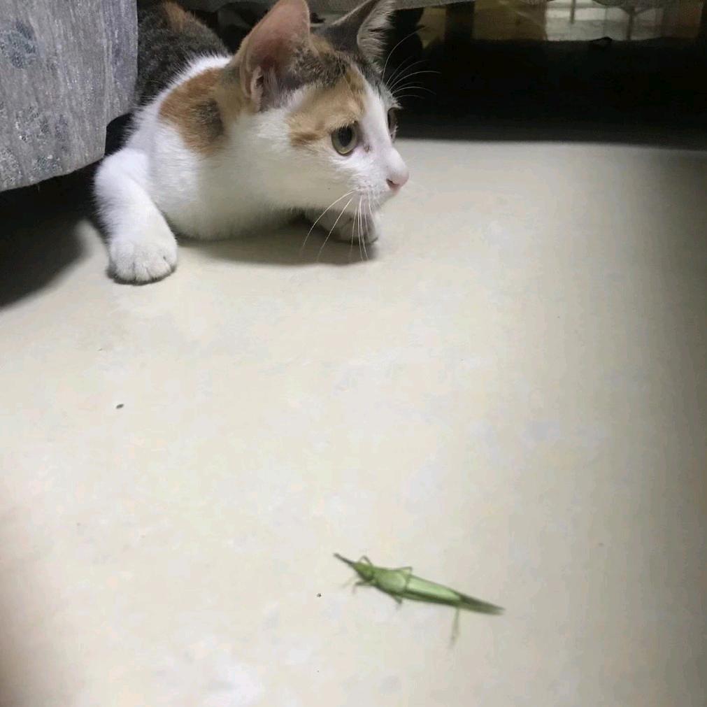 阿轰