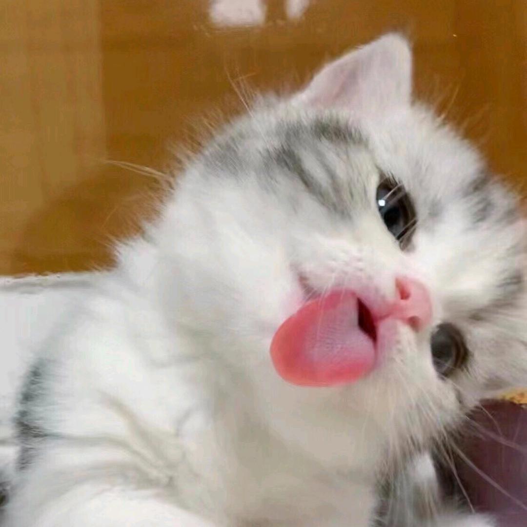 猫眼看世界_CAT'S  VIEW