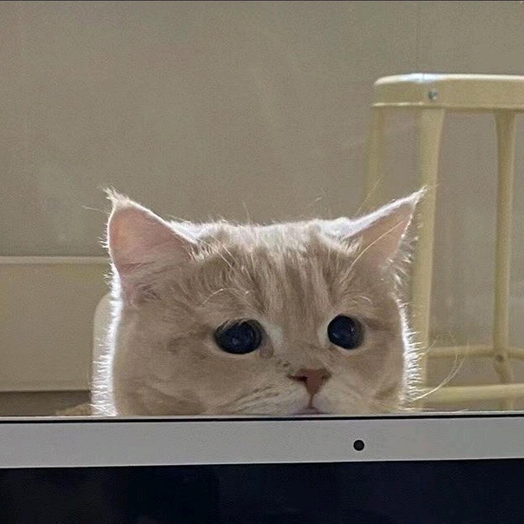 Isabellae
