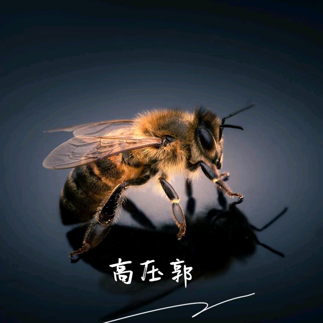 高压郭户外诱蜂加湿器