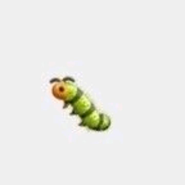 🐛