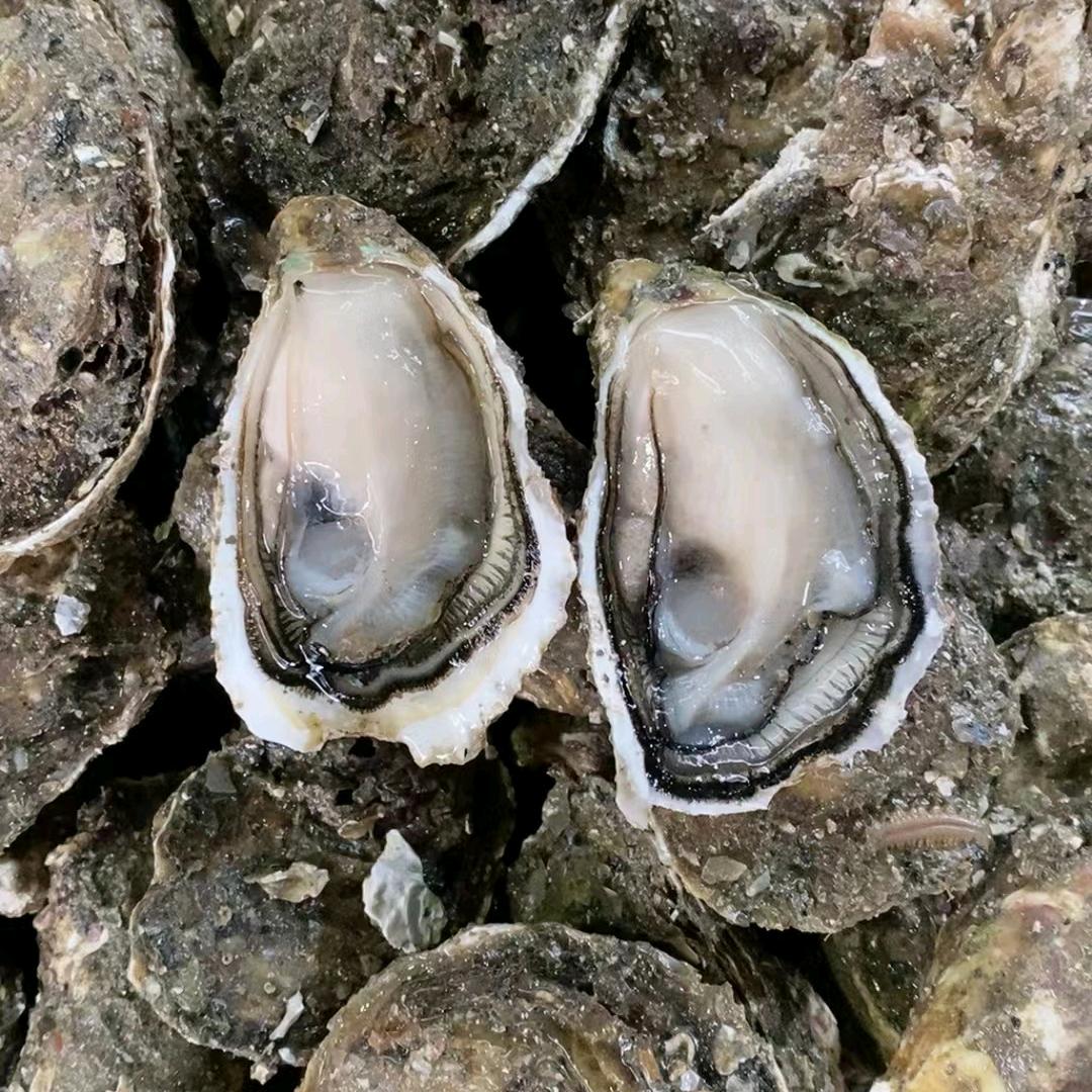 生蚝源头批发