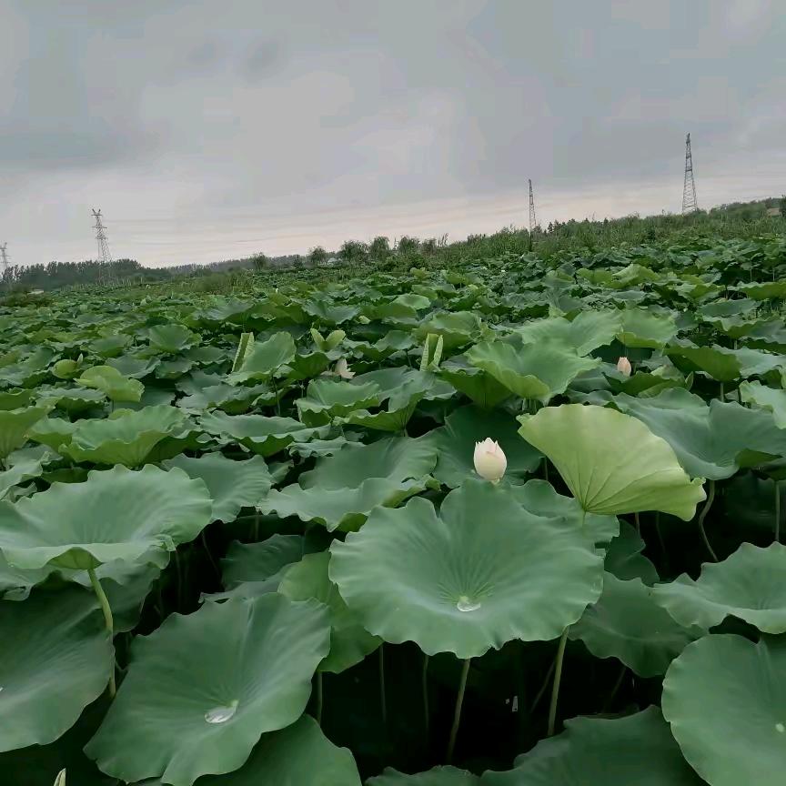 没心没肺活着不累
