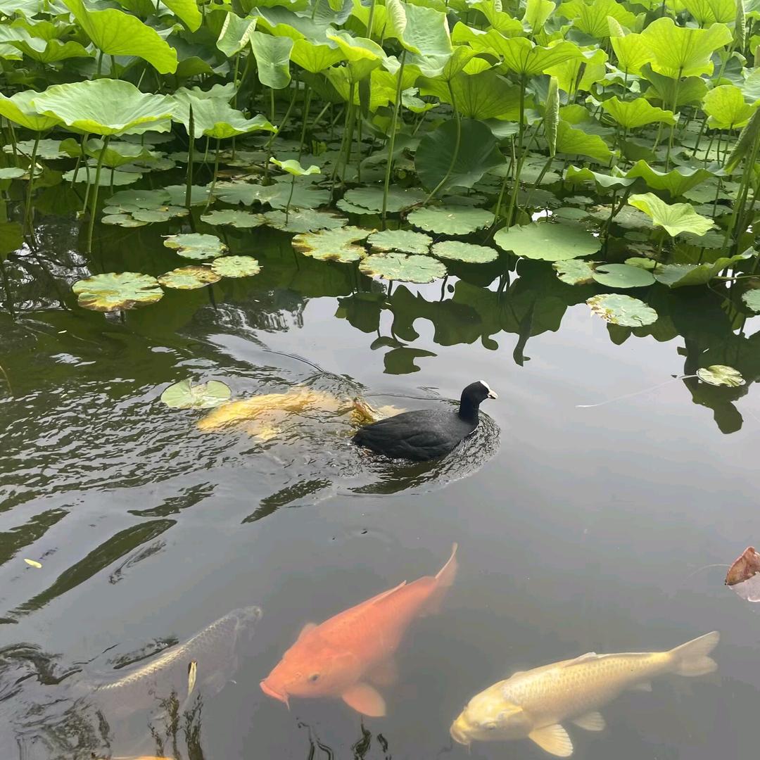 鎕溏