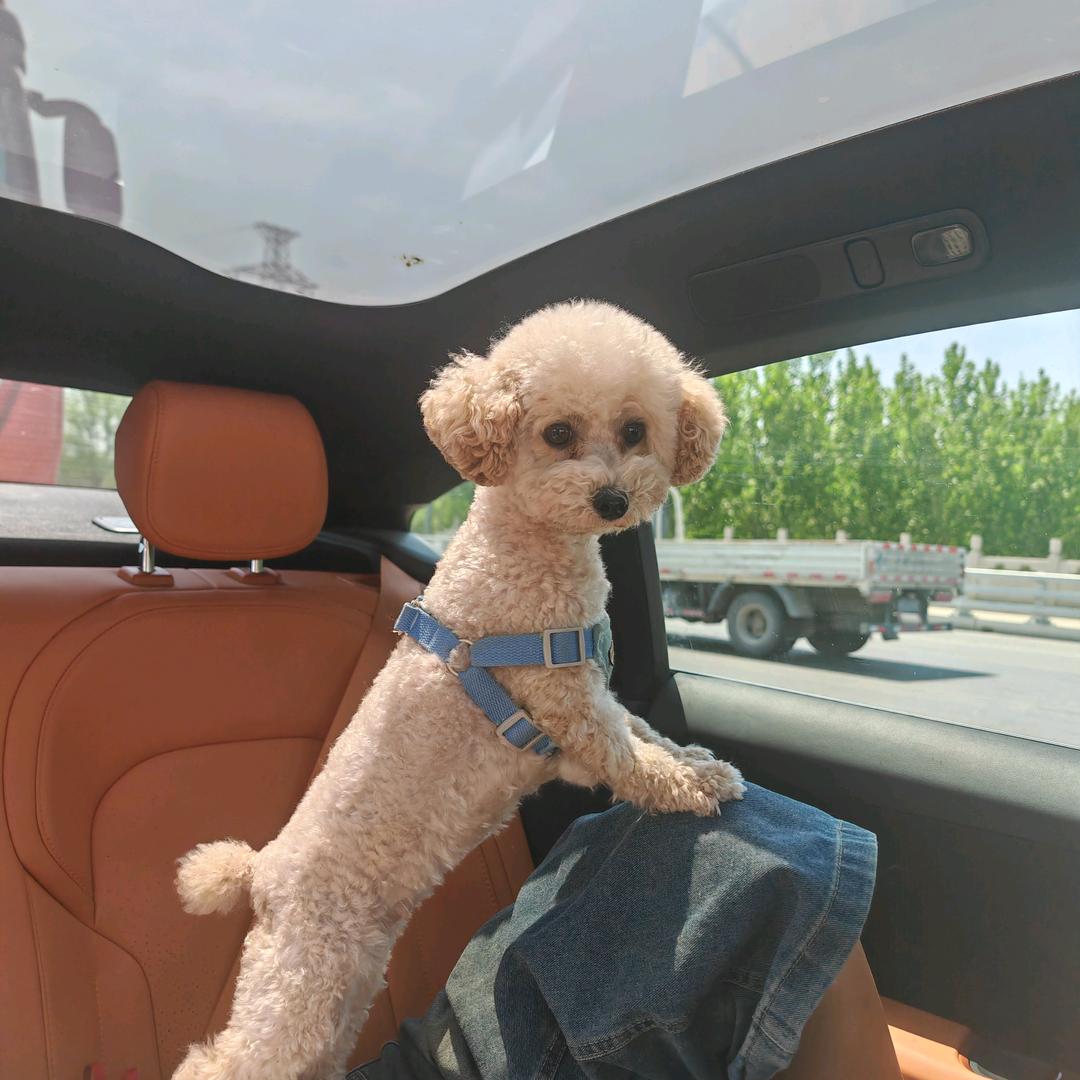 嘁哩喀喳小白白