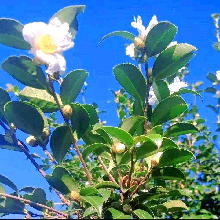 登欣优选