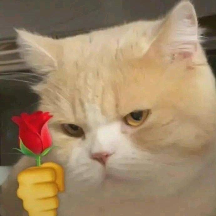 热爱roco（洛克王国）