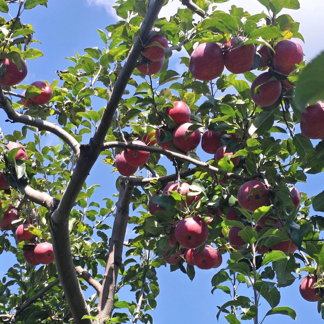 “光阴”~_~许我陪你白头