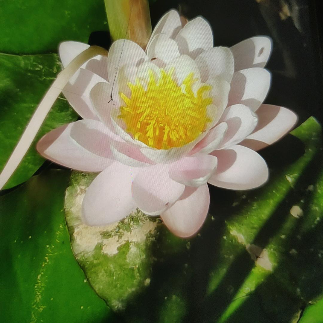 开心结缘