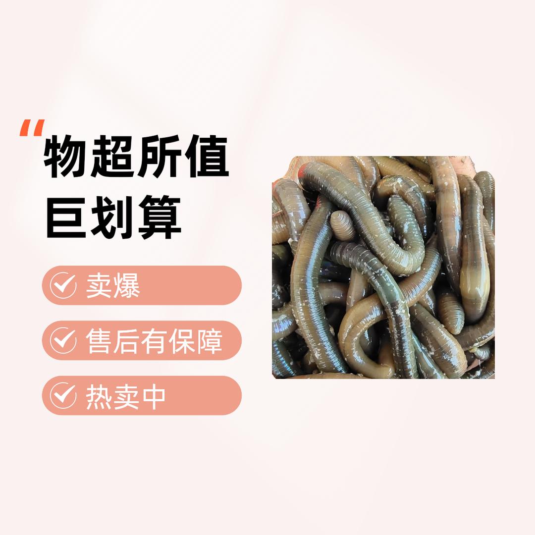 辉哥蚯蚓